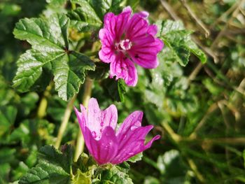 Close-up of pink flowering plant