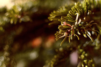 Rose gold engagement ring on pine tree branch.	
