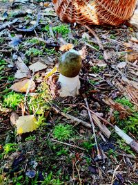 High angle view of mushrooms growing on field