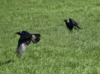 Bird flying over grass