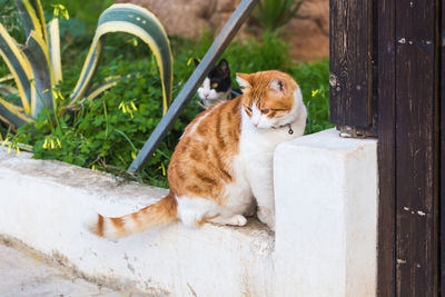 Cat sitting on a wood