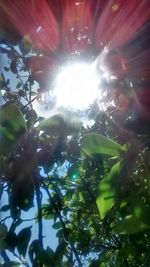 Low angle view of sunlight streaming through tree