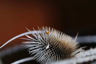 Close-up of insect on flower