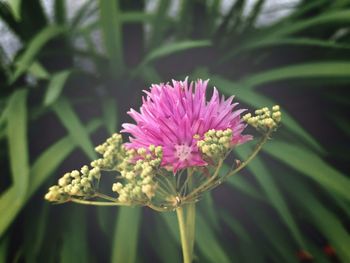 Close-up of purple thistle blooming outdoors