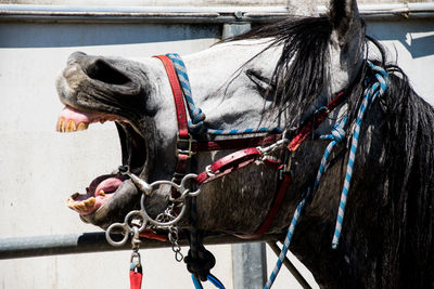 Close-up of horse