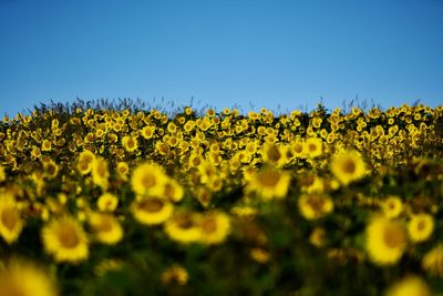 Scenic view of sunflower field against clear sky