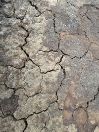 Close-up of cracked land