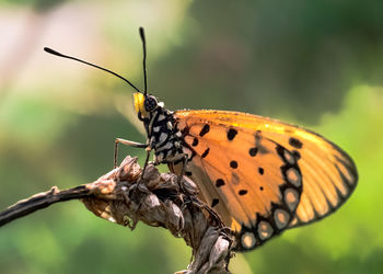 Close-up of butterfly perching on leaf