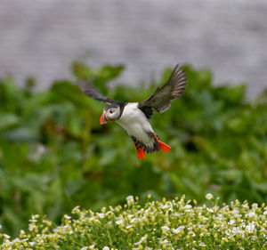 Bird flying