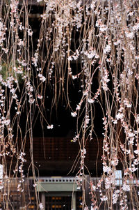 Close-up of spider web on plants at night