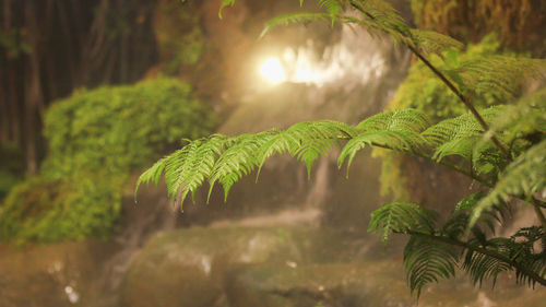 Close-up of fern against trees