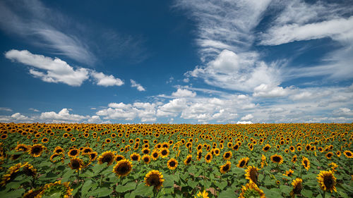 Sunflowers in