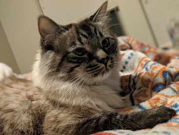 Close-up of cat looking away