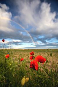 Close-up of red poppy flowers on field against sky