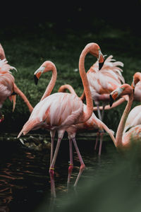 Flamingo in pond photo