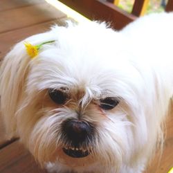 Close-up portrait of dog