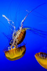 Close-up of jellyfish swimming in sea