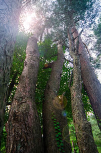 Low angle view of trees in forest