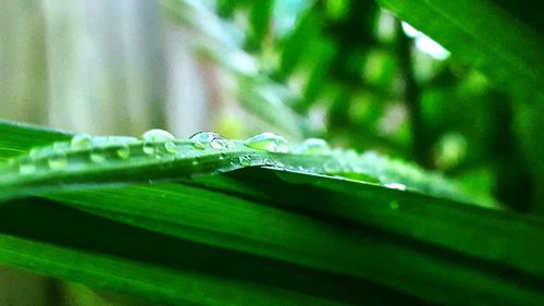 Close-up of green leaf