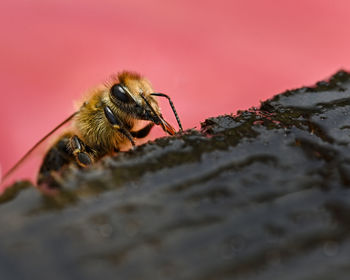 Close-up of bee