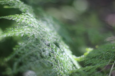 Close-up of grass