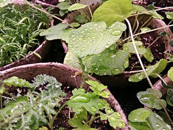 Plant growing in water