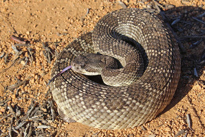 Close-up of snake on field