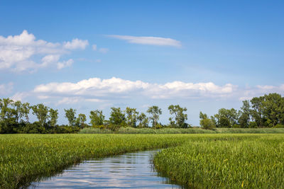 Scenic view of rice field against sky