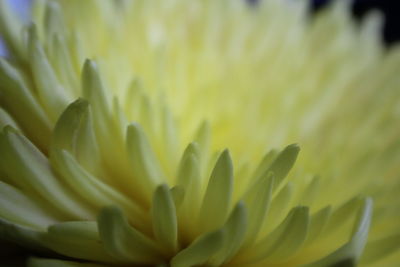 Close-up of flower