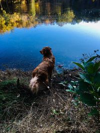 High angle view of dog on lake