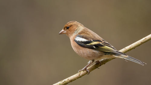 Close-up of bird perching on branch