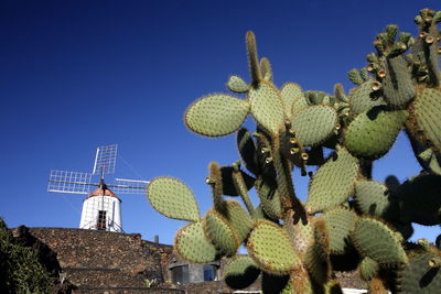 Low angle view of cactuses against traditional windmill