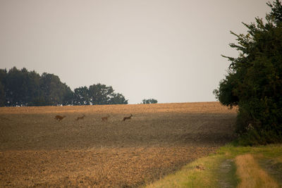 Scenic view of field against clear sky