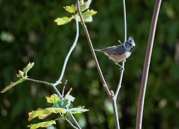 Close-up of bird perching on branch