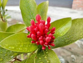 Close-up of wet red flower