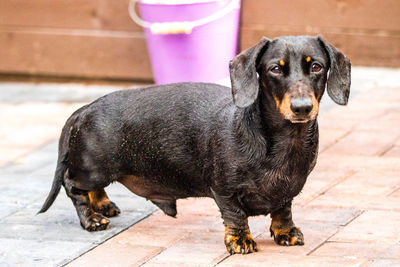 Portrait of black dog