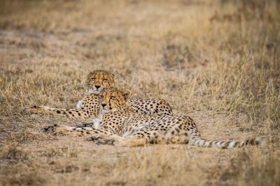 Cheetah relaxing on field at forest