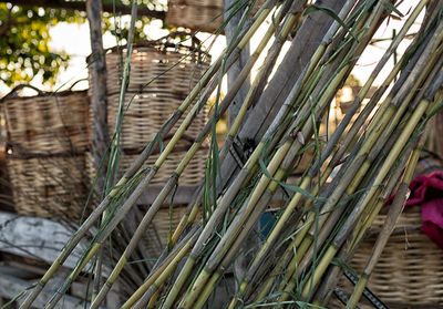 Close-up of bamboo