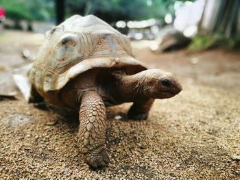 Close-up of tortoise