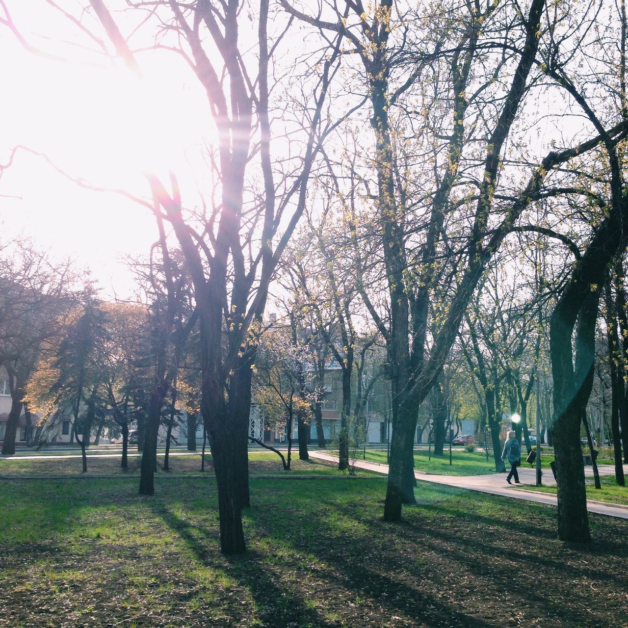 tree, branch, tree trunk, bare tree, park - man made space, tranquility, nature, growth, sunlight, tranquil scene, grass, beauty in nature, scenics, sky, park, landscape, field, treelined, outdoors, day