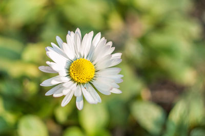 Close-up of white daisy
