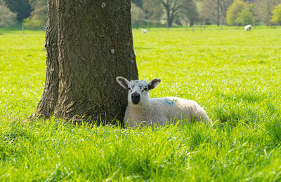 Close up low level image of lamb lambs sheep in green field