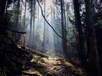 Trees in forest against sky