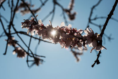 Low angle view of cherry blossom against clear sky