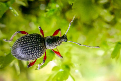 Close-up of insect on leaf