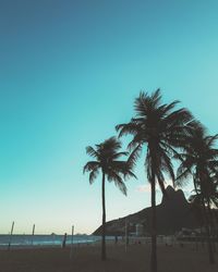 Low angle view of palm trees on beach