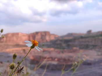 Close-up of flowering plant on land against sky