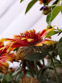 Close-up of orange flowering plant