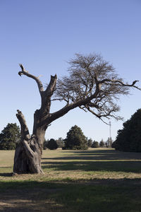 Dead tree on field against clear sky