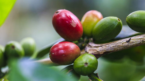 Close-up of arabica coffee on tree